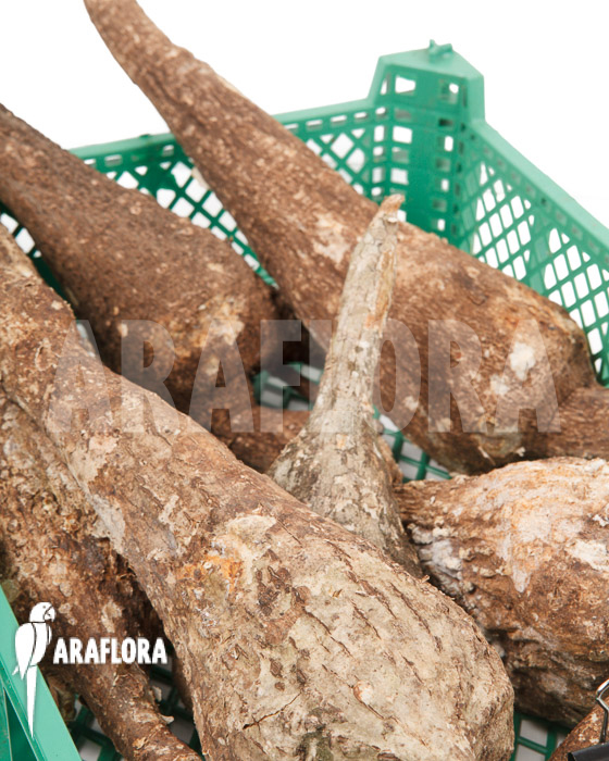 Adenia viridiflora ‘L’