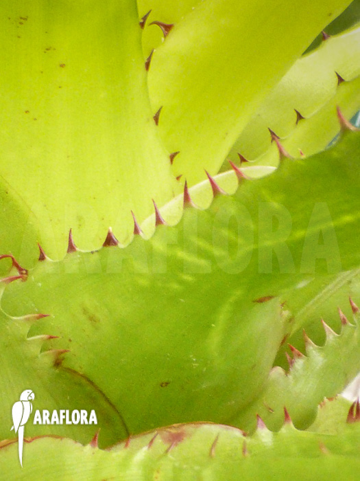 Aechmea azurea