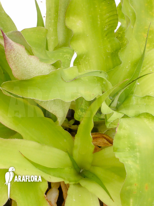 Aechmea azurea