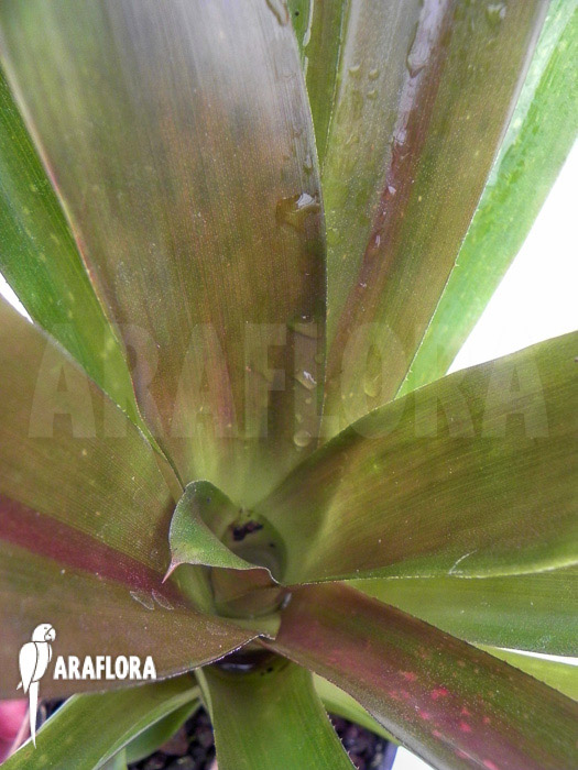 Aechmea filicaulis
