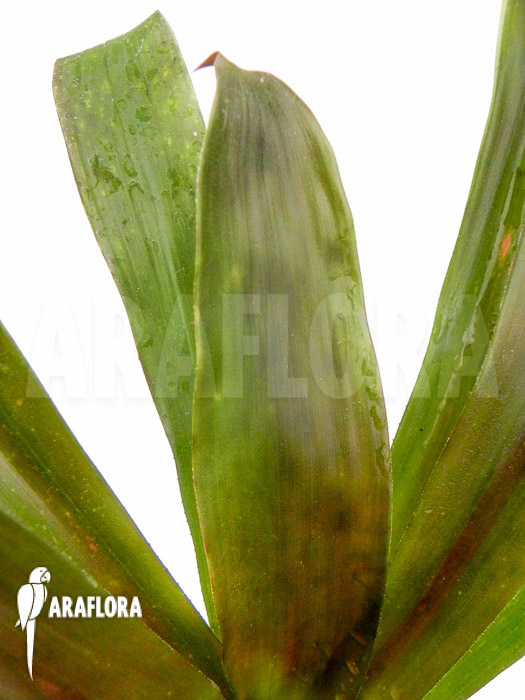 Aechmea filicaulis
