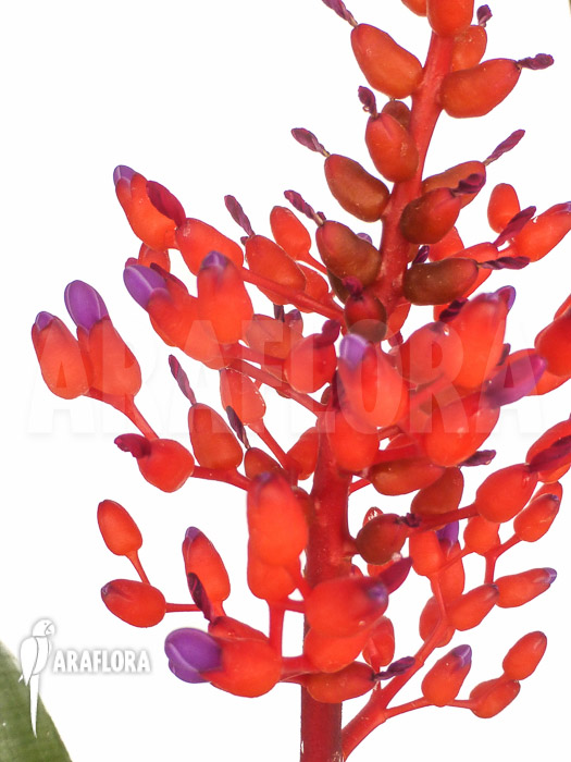 Aechmea fulgens red coral