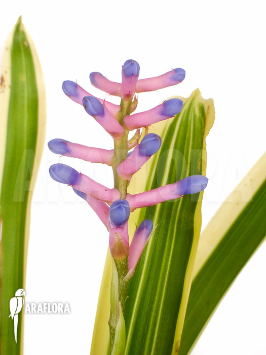Aechmea gamosepala ‘Variegated’ ‘Starter’