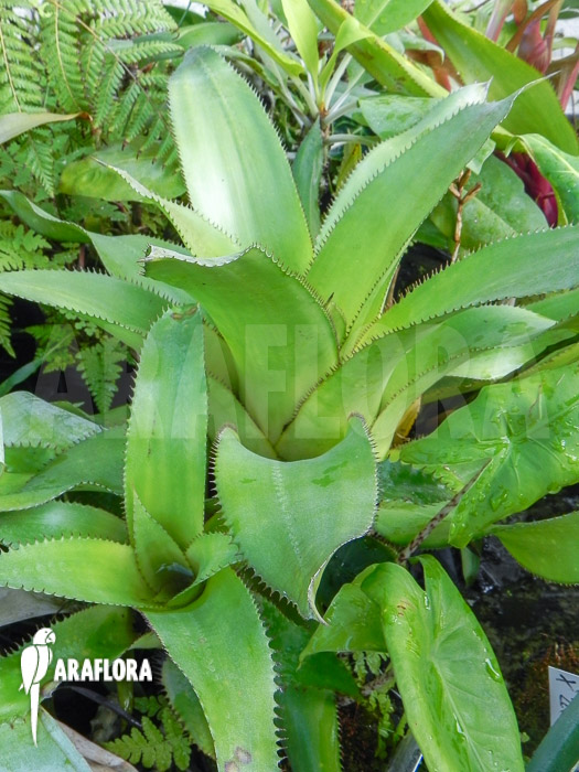 Aechmea orlandiana ‘green’