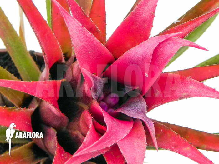 Aechmea-recurvata-10