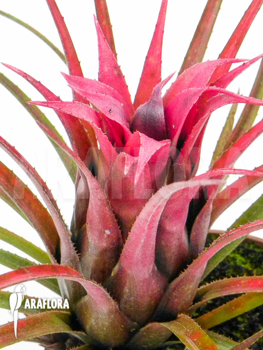 Aechmea recurvata