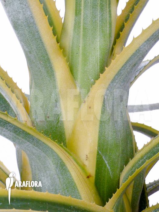 Aechmea recurvata ‘Aztec’