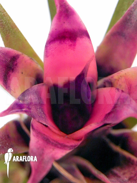 Aechmea recurvata ‘Mini’