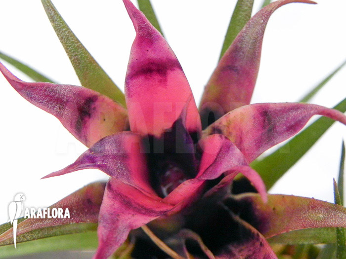 Aechmea recurvata ‘Mini’
