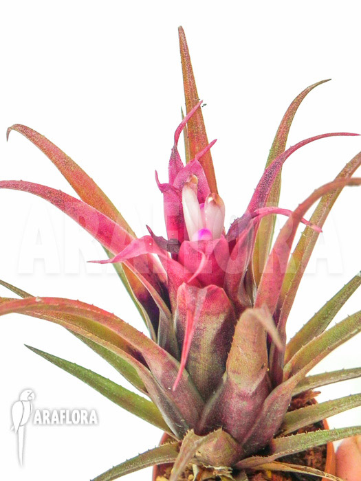 Aechmea recurvata ‘Mini’