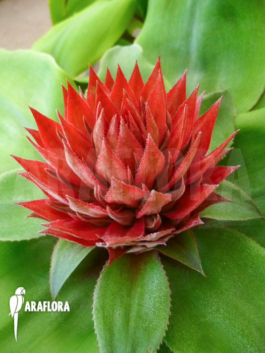 Aechmea tayoensis