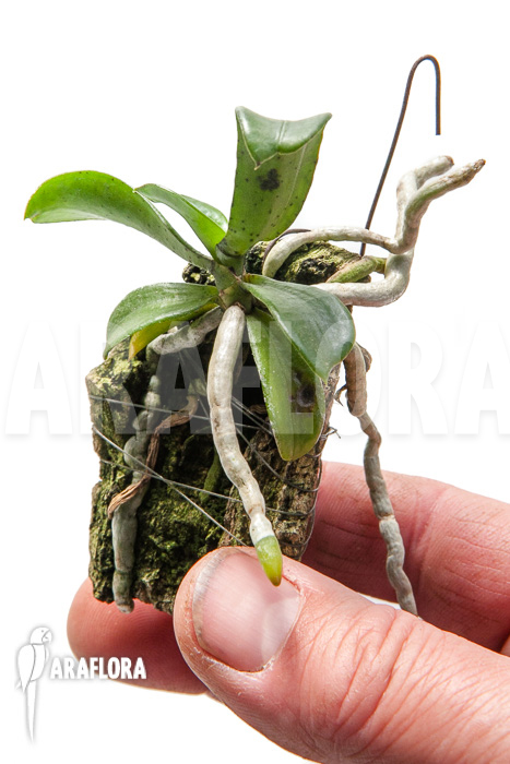 Aerangis brachycarpa