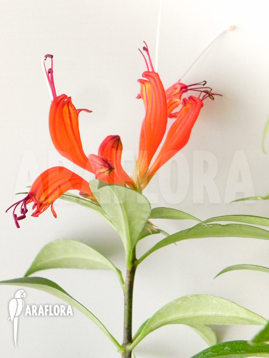 Aeschynanthus speciosus
