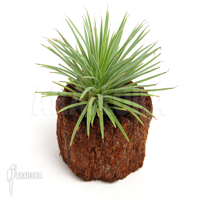 Agave stricta var. nana