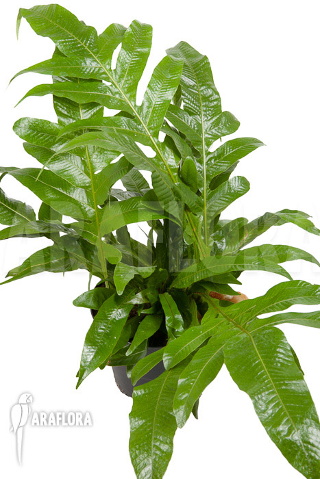 Aglaomorpha coronans ‘L’