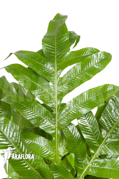 Aglaomorpha coronans ‘L’