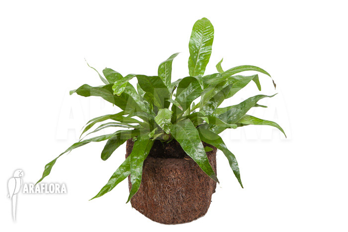 Aglaomorpha coronans ‘M’