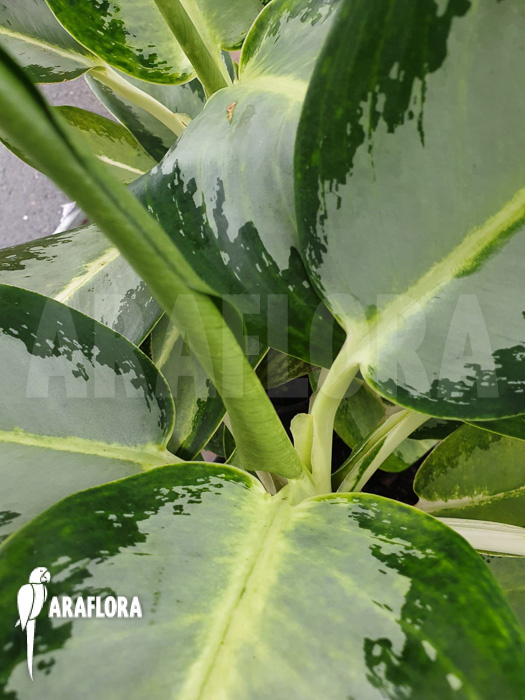 Aglaonema ‘Green Bowl’