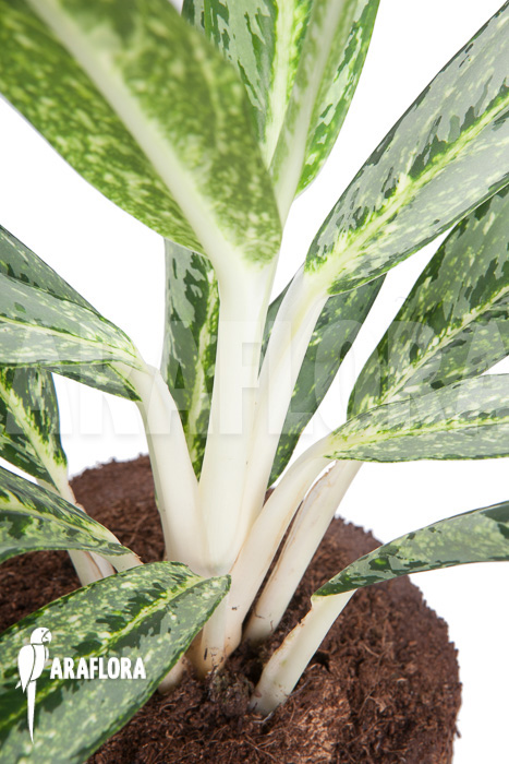 Aglaonema ‘Legerprint’