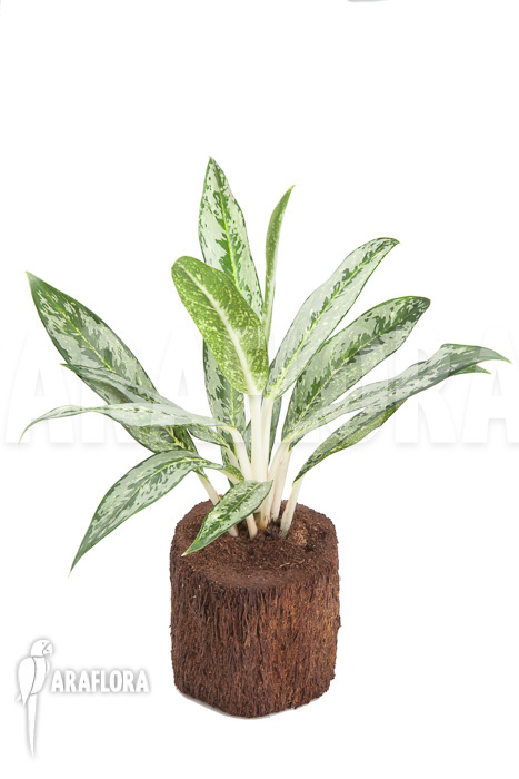 Aglaonema ‘Legerprint’