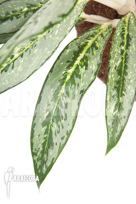 Aglaonema ‘Legerprint’