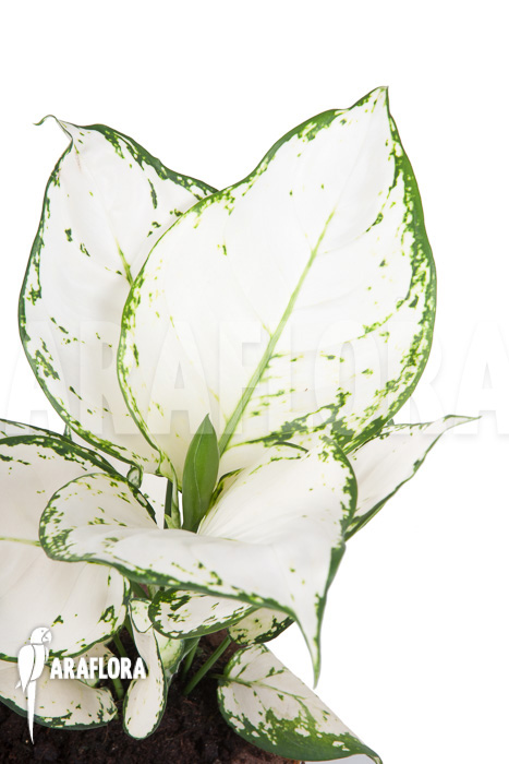 Aglaonema ‘Wit met groen gespikkeld’