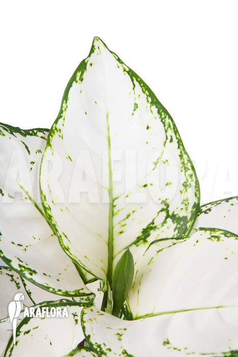 Aglaonema ‘Wit met groen gespikkeld’
