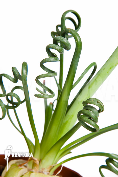 Albuca spiralis