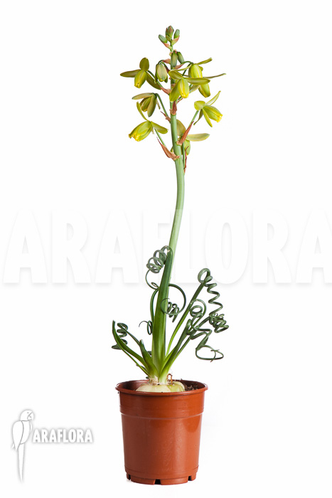 Albuca spiralis
