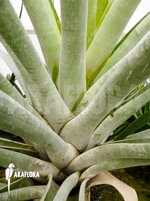 Alcantarea odorata ‘Silver clone’