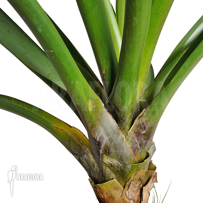 Alcantarea vinicolor