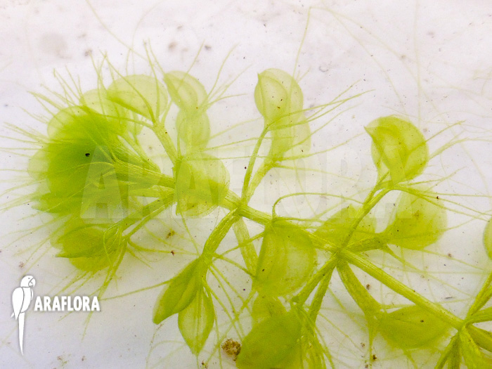 Aldrovanda versicolosa ‘Polen’