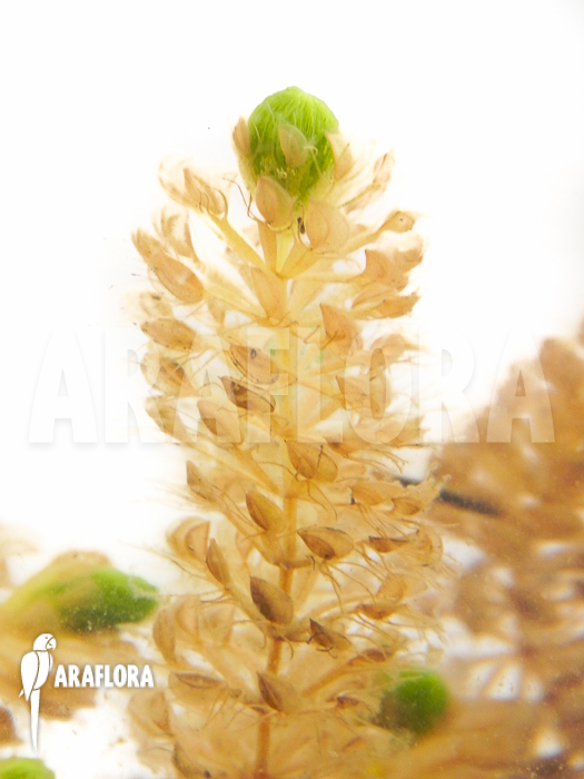 Aldrovanda versicolosa