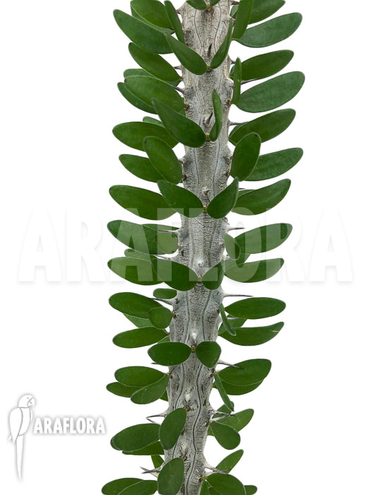 Alluaudia procera starter