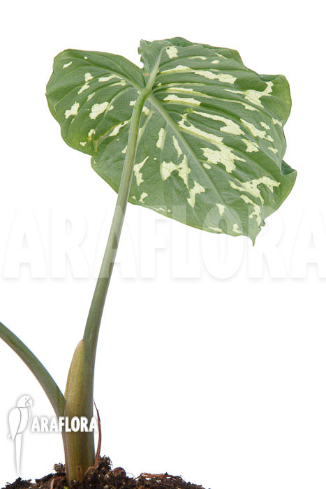 Colocasia ‘Hilo beauty’