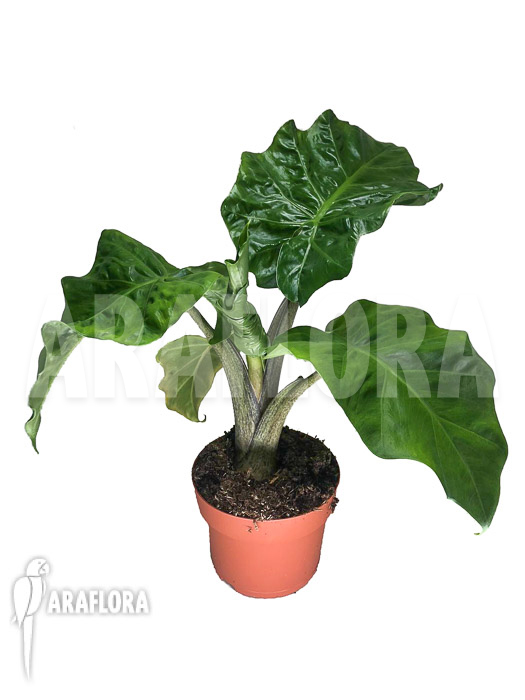Alocasia ‘Low Rider’