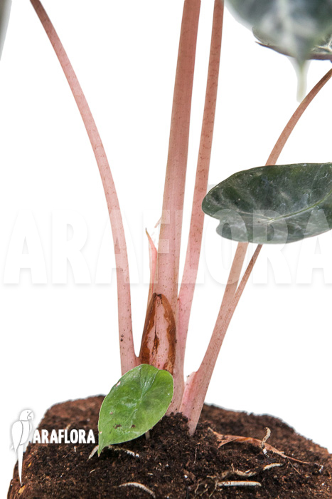 Alocasia ‘Pink Dragon’