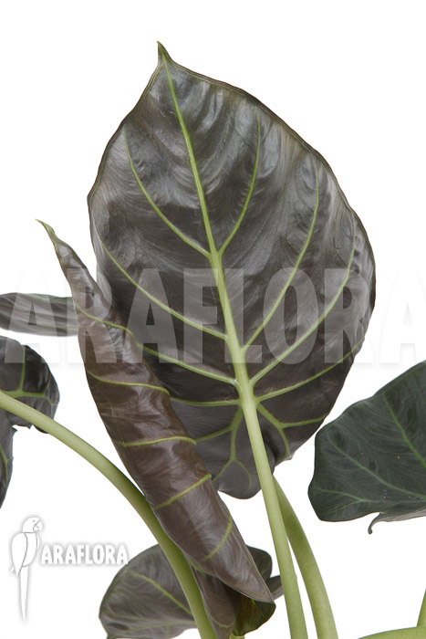 Alocasia ‘Regal shields’