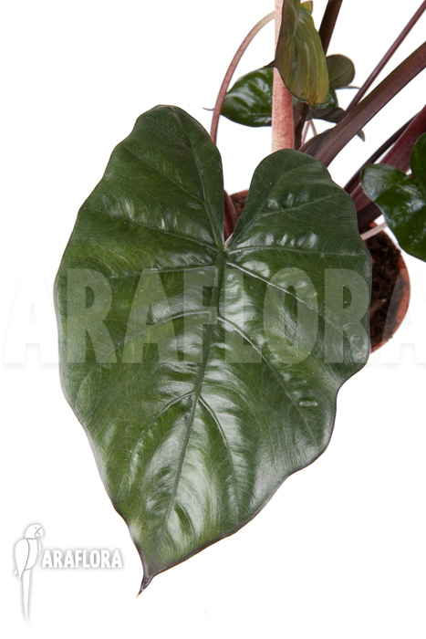 Alocasia ‘Yucatan Princess’
