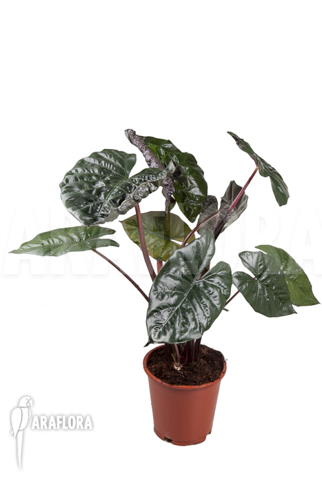 Alocasia ‘Yucatan Princess’