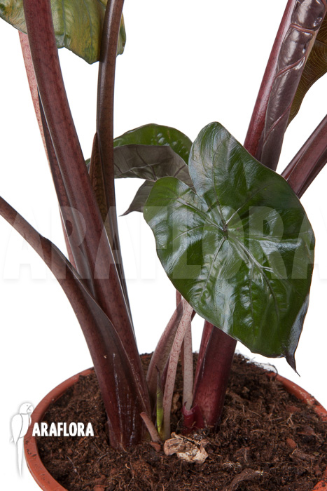 Alocasia ‘Yucatan Princess’