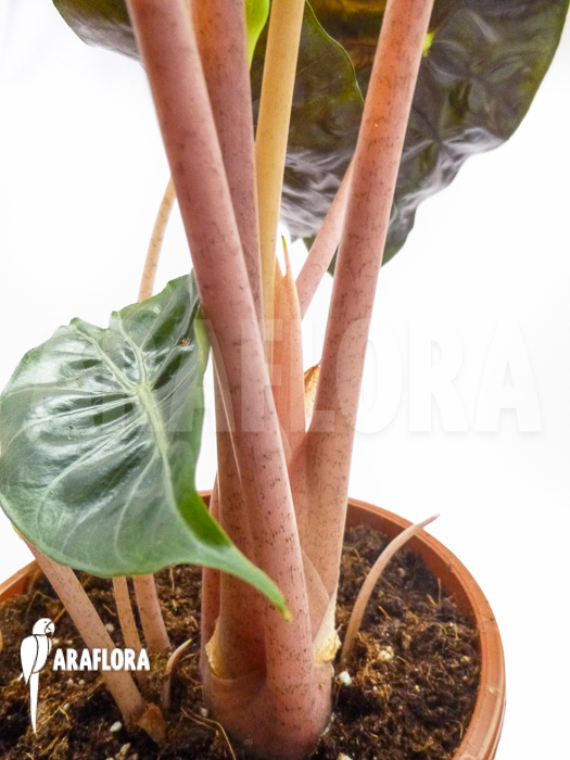 Alocasia aurora