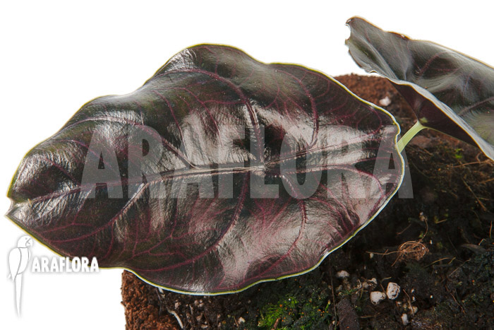 Alocasia azlanii