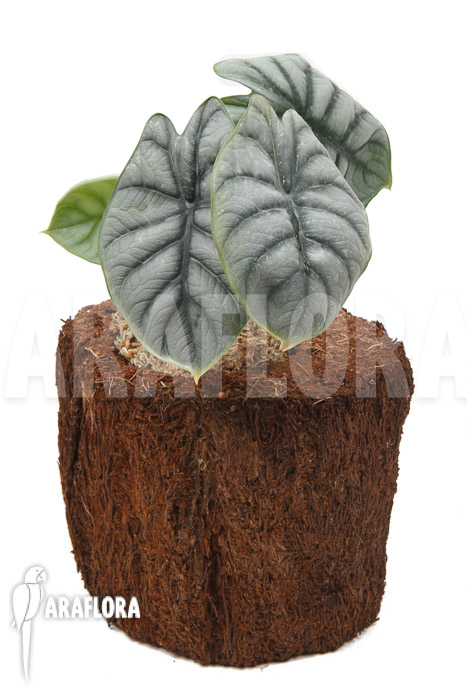 Alocasia baginda ‘Silver dragon’ ‘M’