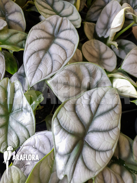 Alocasia baginda ‘Silver dragon’ Starter
