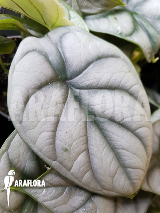 Alocasia baginda ‘Silver dragon’ Starter