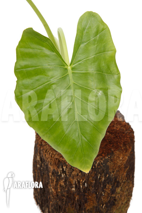 Alocasia cucullata ‘crinkles’