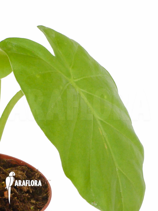 Alocasia gageana