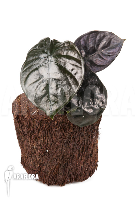 Alocasia infernalis Black Magic ‘M’