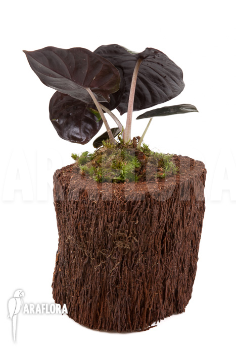 Alocasia infernalis Black Magic ‘M’